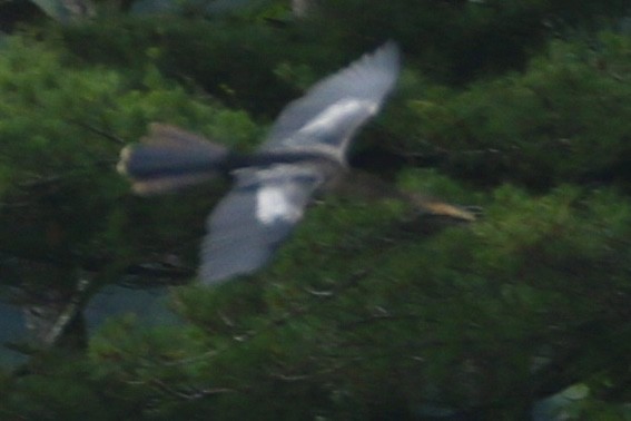 アメリカヘビウ - ML637761522