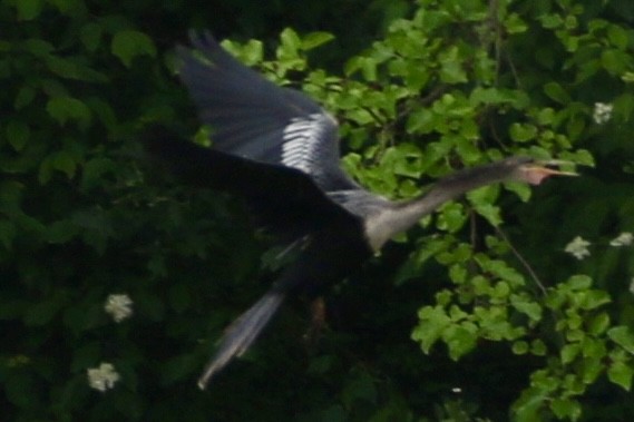 アメリカヘビウ - ML637761523