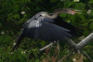 アメリカヘビウ - ML637761524