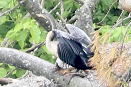 アメリカヘビウ - ML637761525