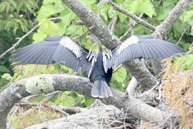 アメリカヘビウ - ML637761526