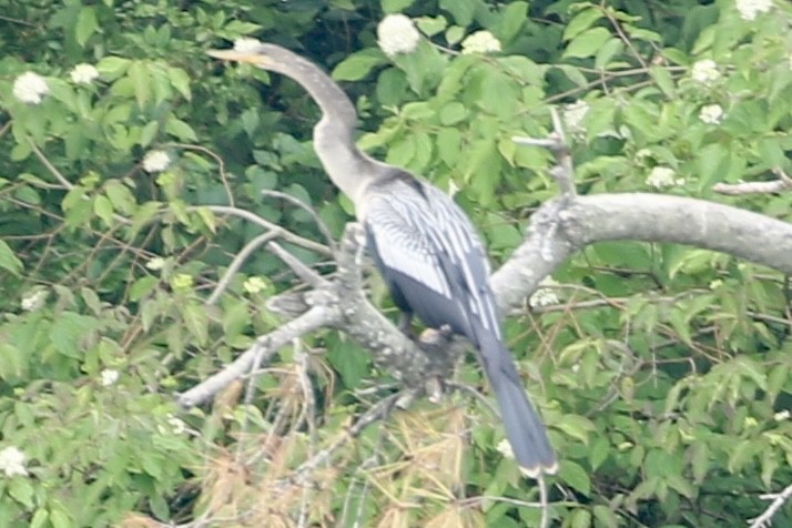 アメリカヘビウ - ML637761527