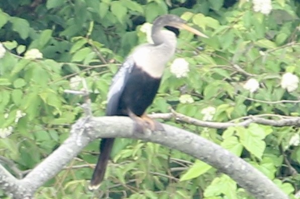 アメリカヘビウ - ML637761528