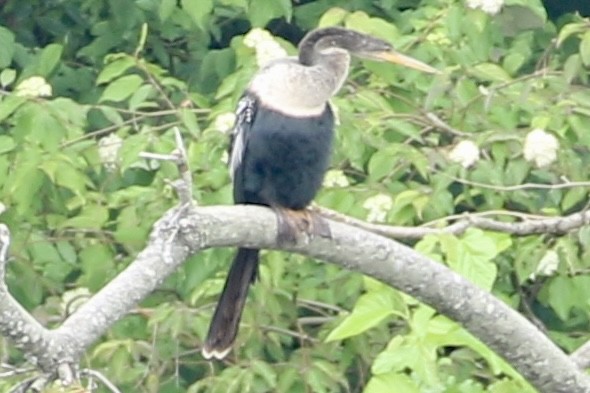 アメリカヘビウ - ML637761529