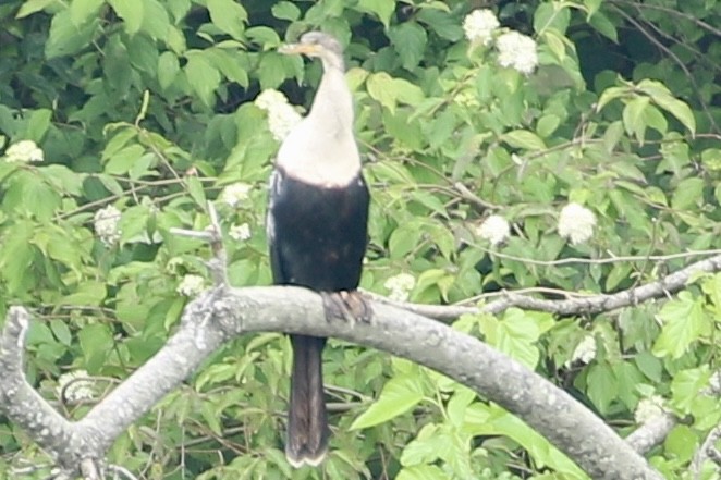 アメリカヘビウ - ML637761530