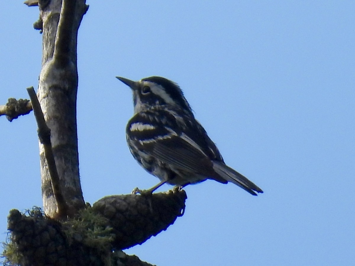 Black-and-white Warbler - ML637761550