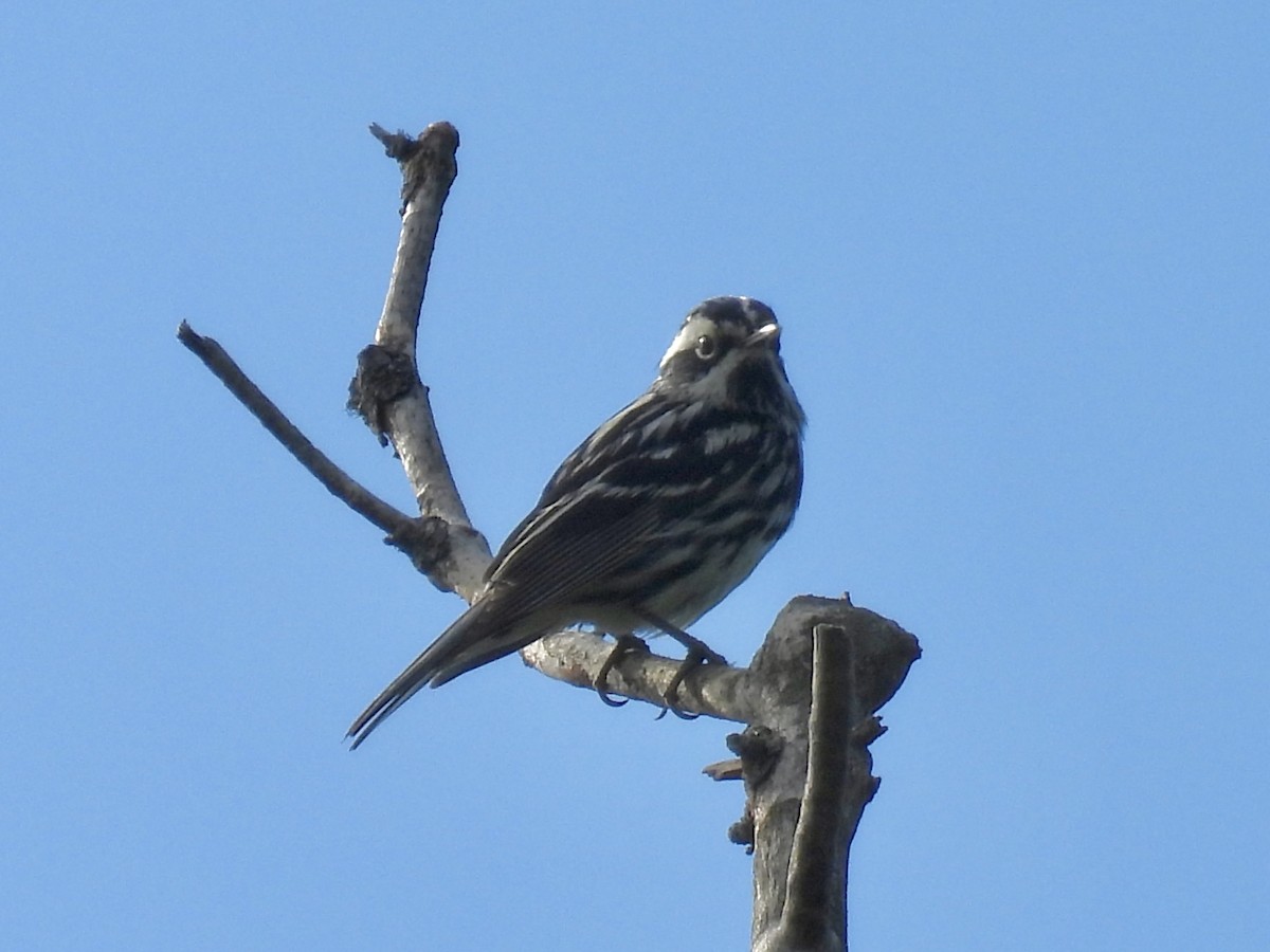 Black-and-white Warbler - ML637761551