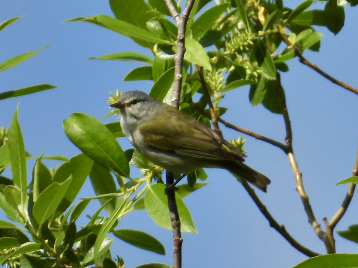 Tennessee Warbler - ML637761564