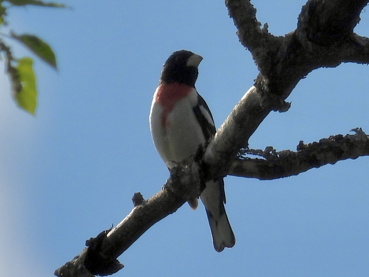 Rose-breasted Grosbeak - ML637761569