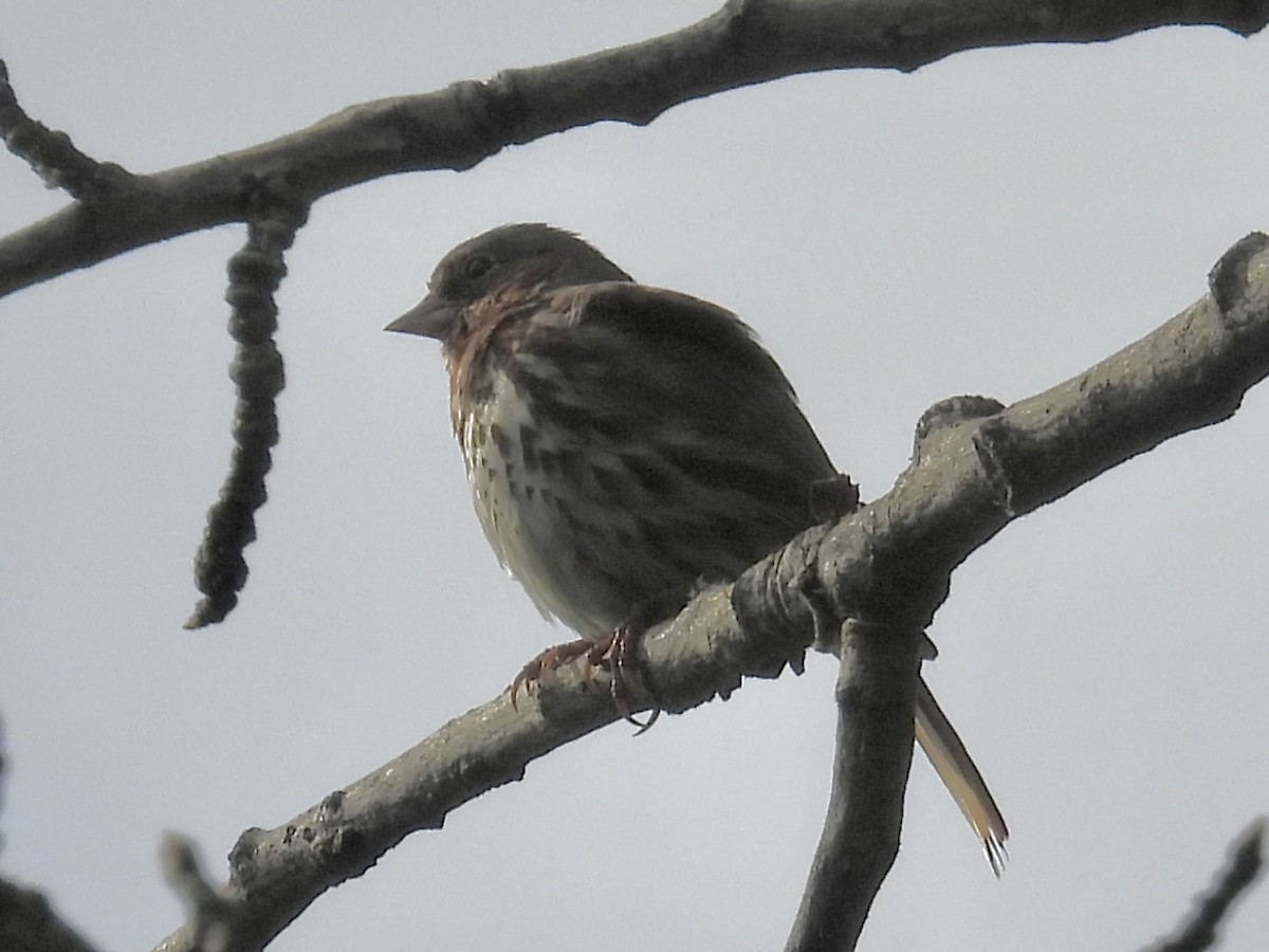 strnadec kaštanový (ssp. iliaca/zaboria) - ML637761599