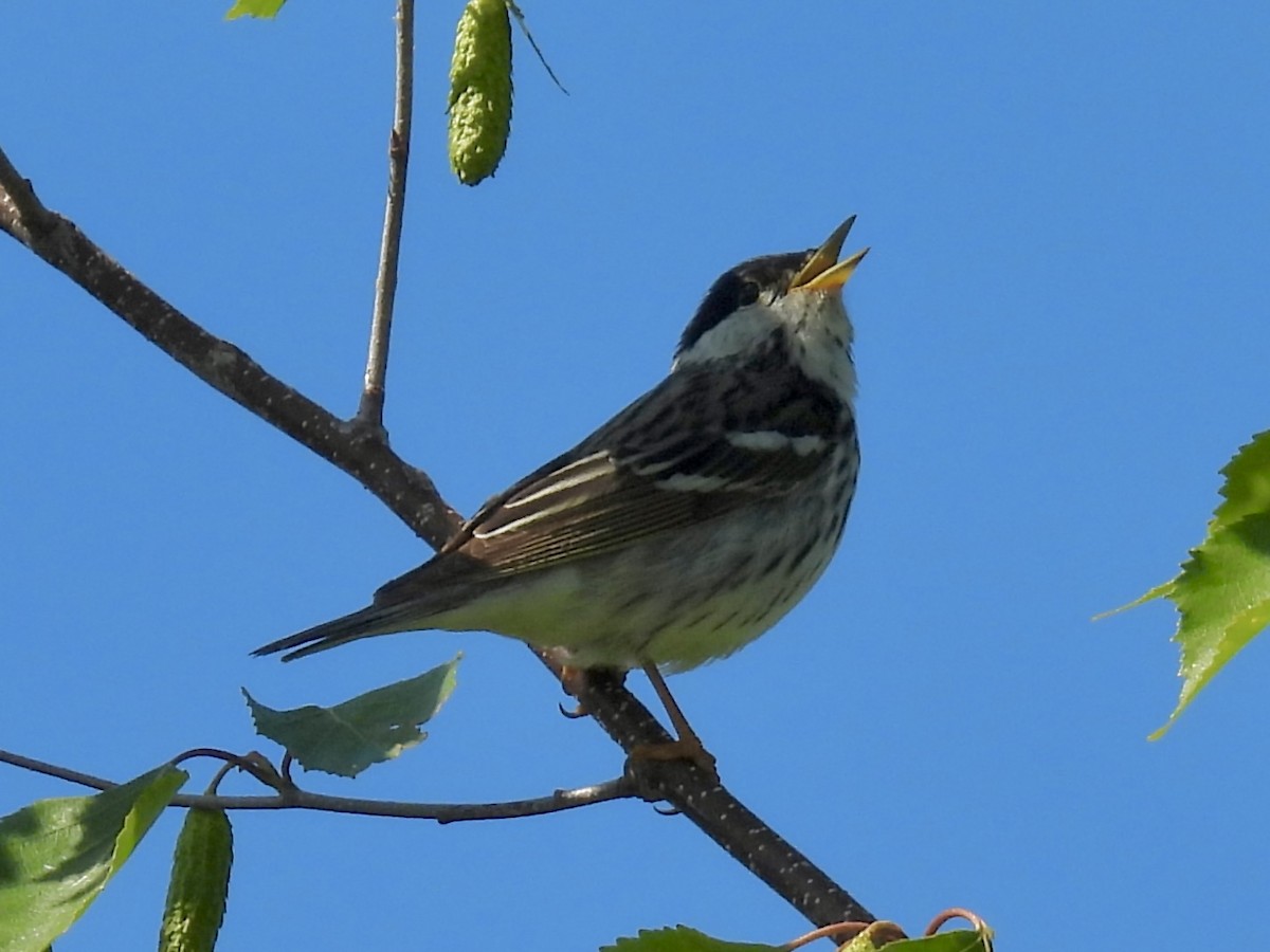 Blackpoll Warbler - ML637761620