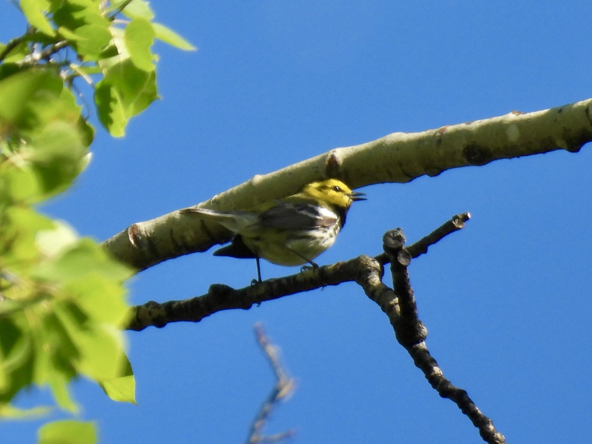 Black-throated Green Warbler - ML637761638
