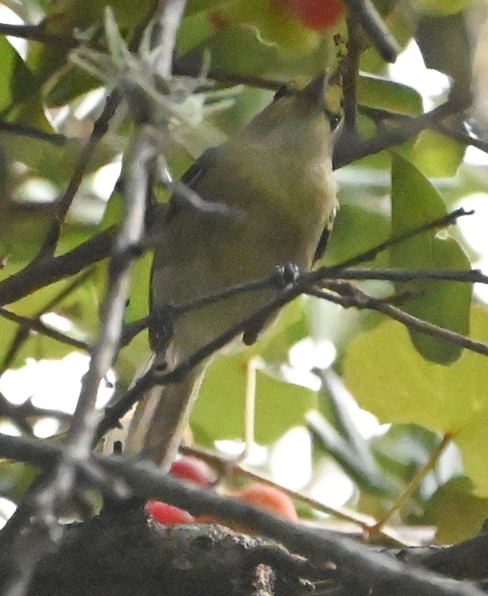 ハシブトモズモドキ - ML637761679