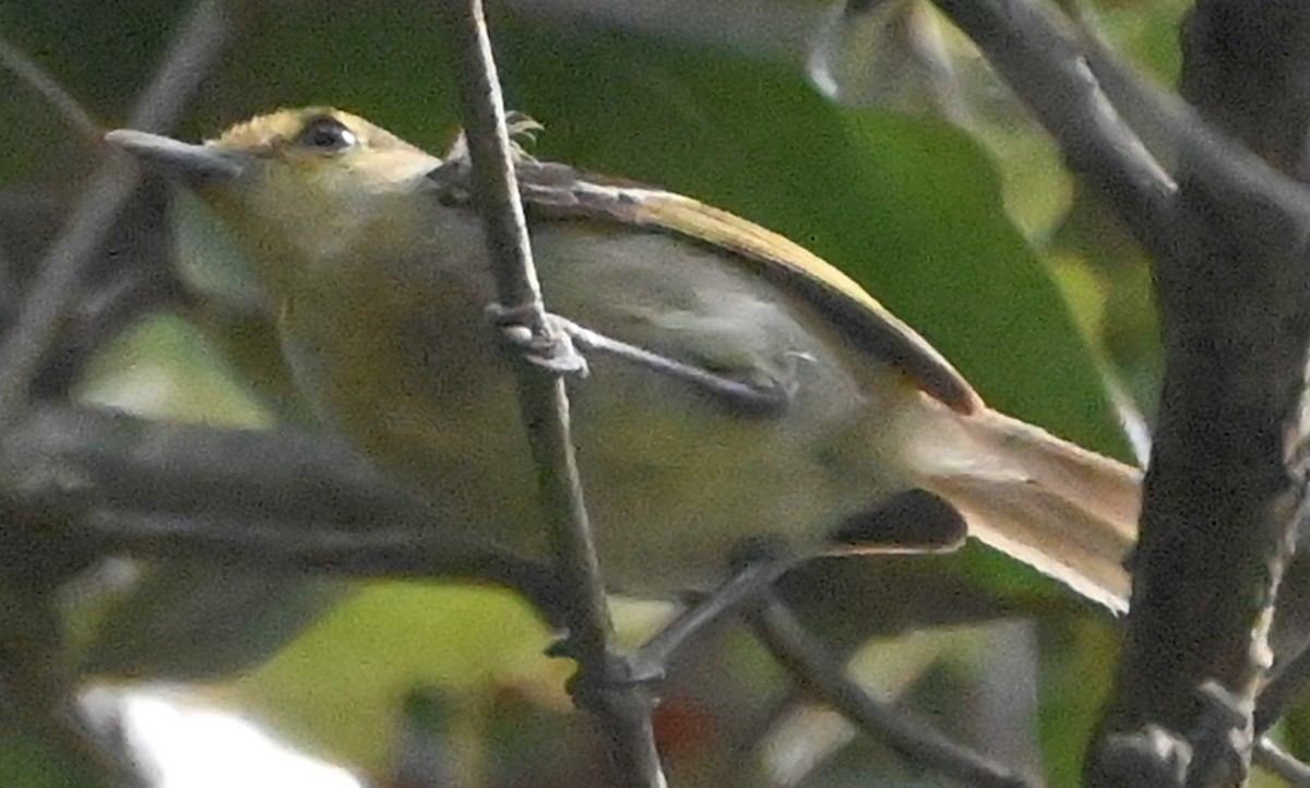 ハシブトモズモドキ - ML637761681