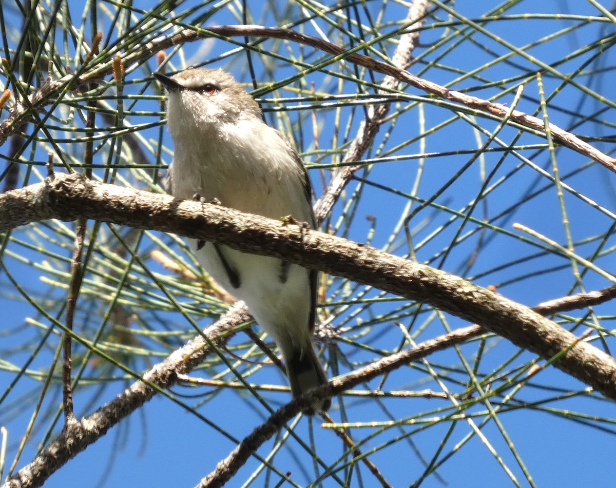 Mangrove Gerygone - ML637761693