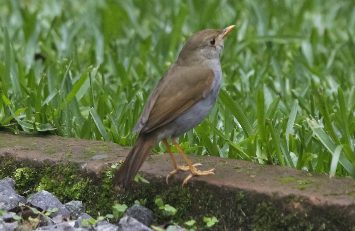 Orange-billed Nightingale-Thrush - ML637761746