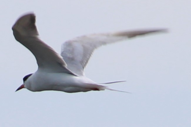 Forster's Tern - ML637761802