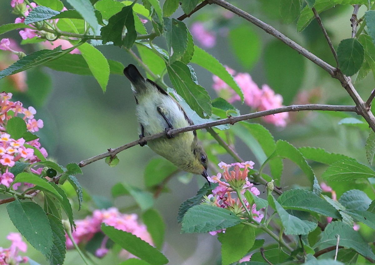 Däumlingsnektarvogel - ML637761831