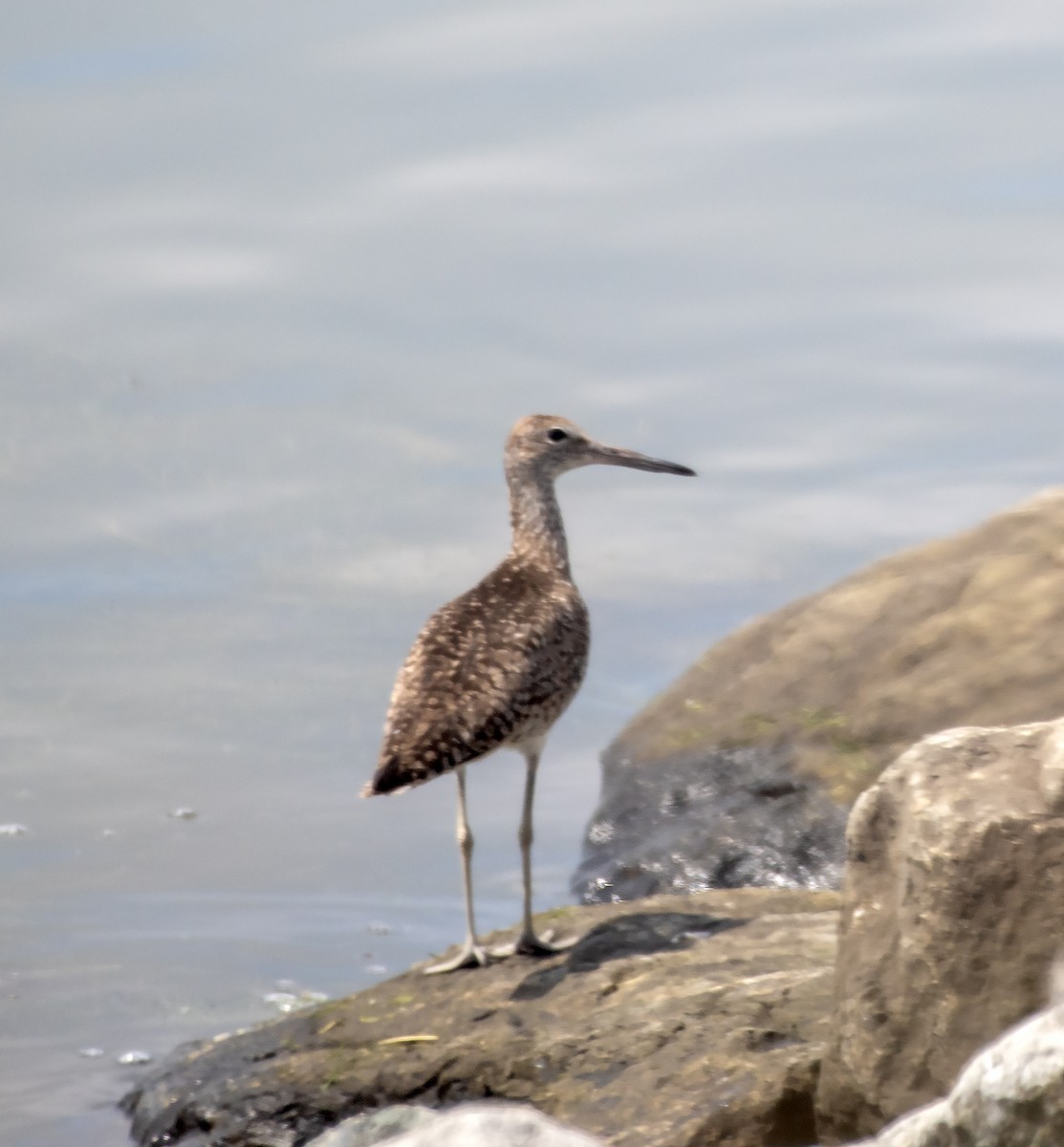 Willet - ML637761857