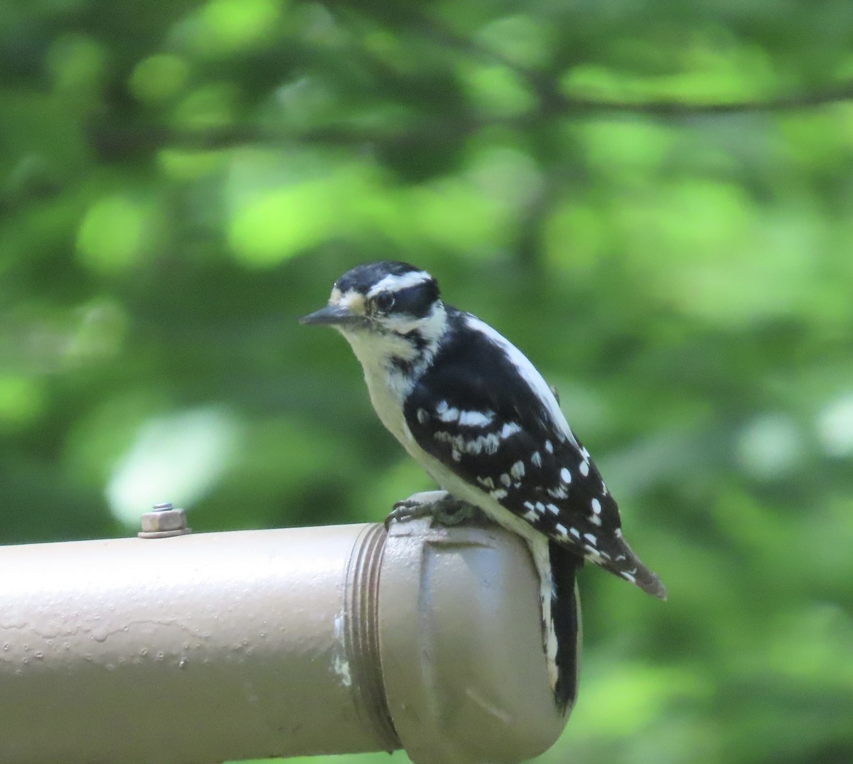 Downy Woodpecker - ML637761948