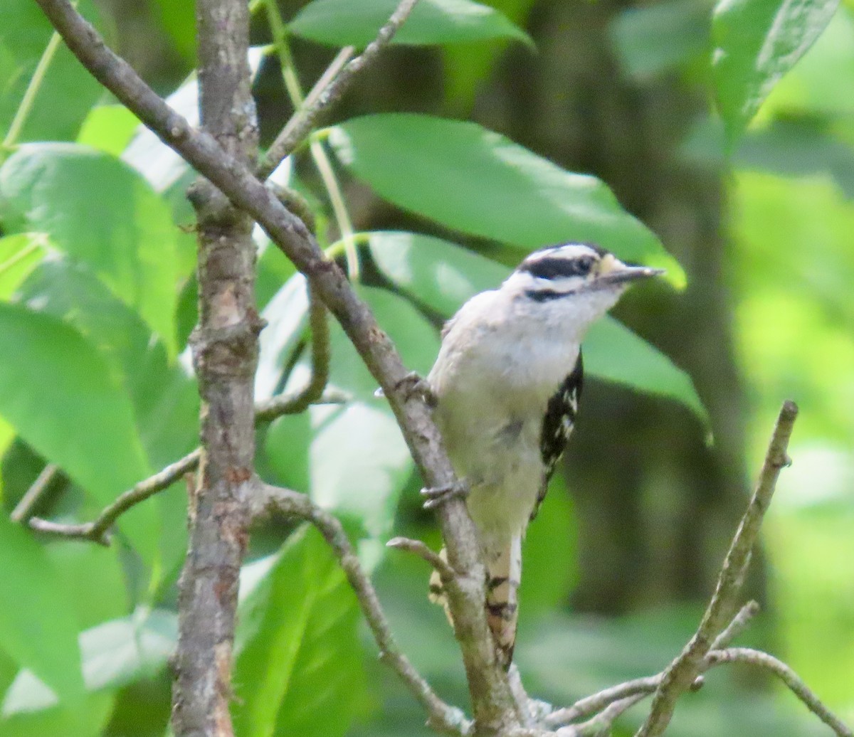 Downy Woodpecker - ML637761949