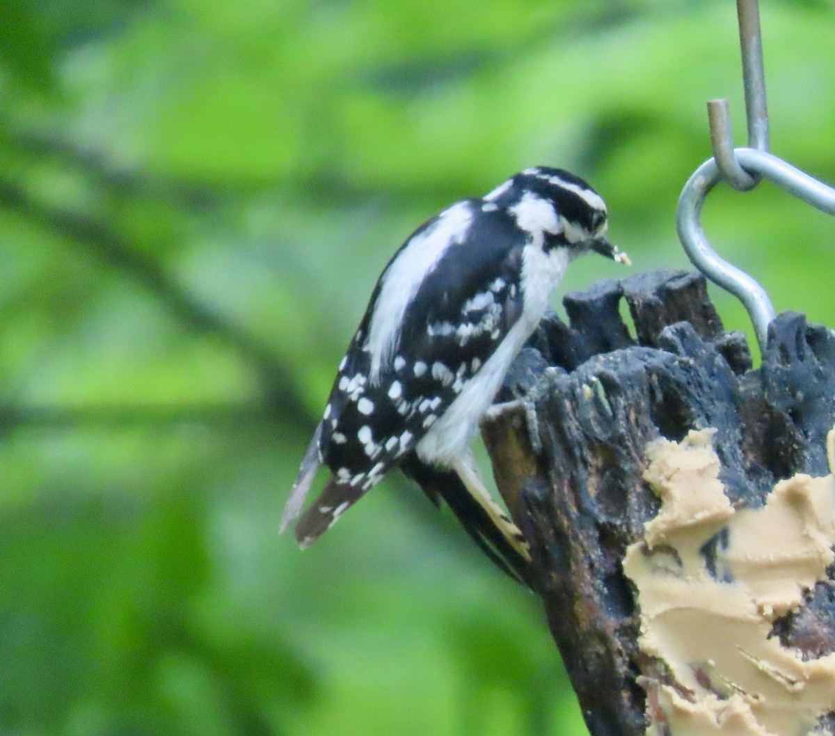 Downy Woodpecker - ML637761950