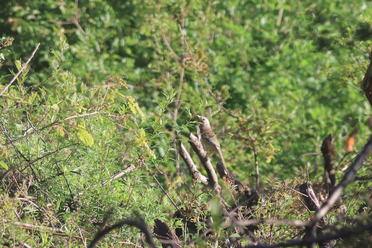 Barred Laughingthrush - ML637762064