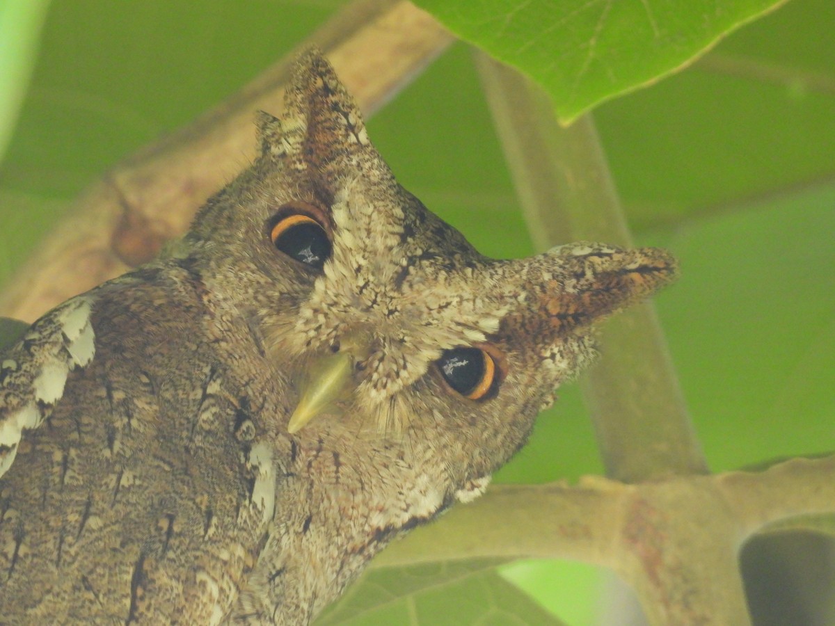 Pacific Screech-Owl - ML637762073