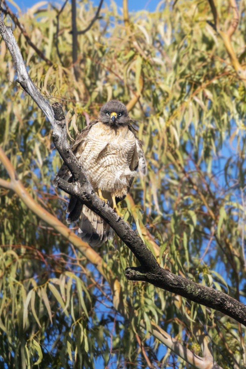 Roadside Hawk - ML637762109