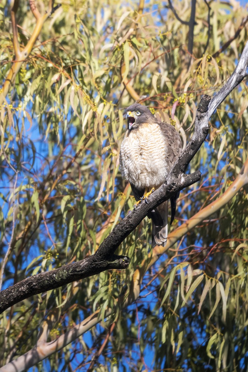 Roadside Hawk - ML637762110