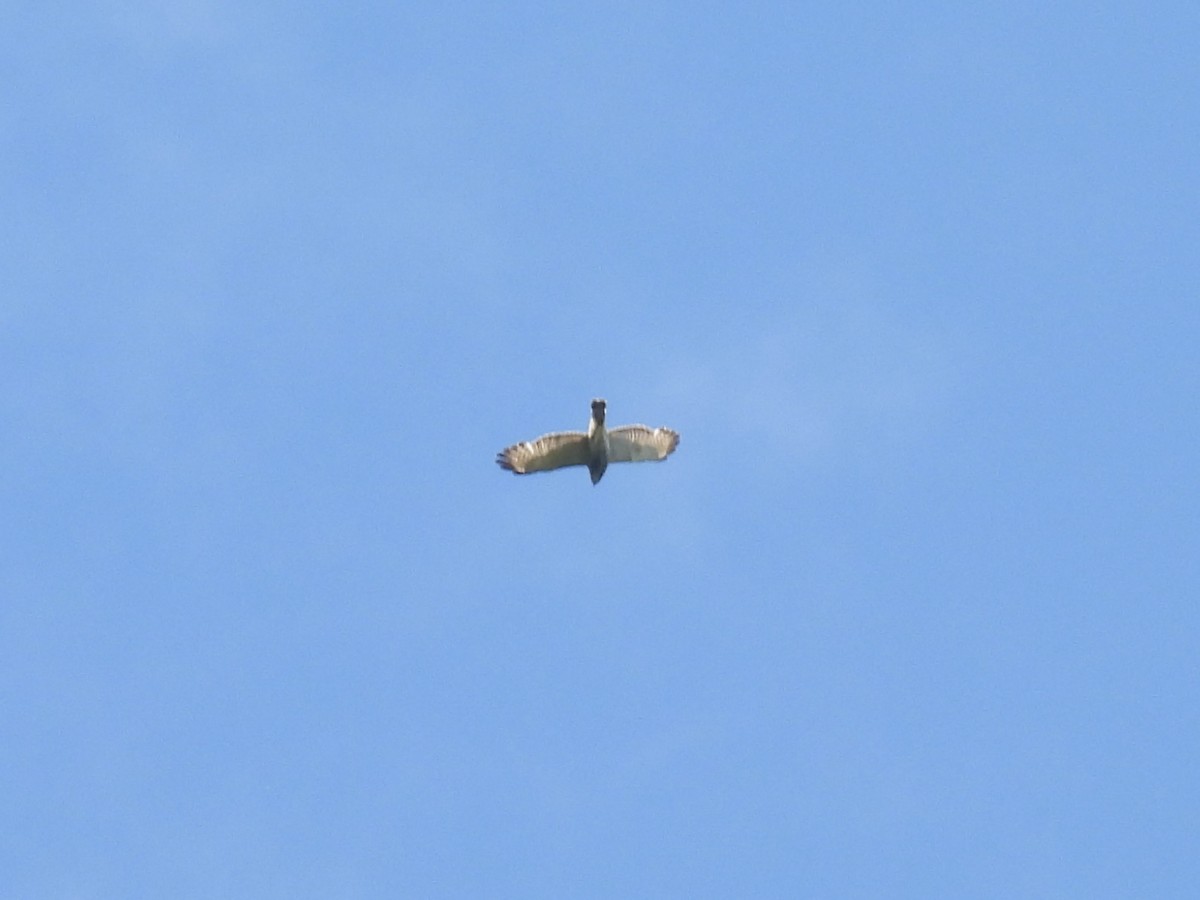 Broad-winged Hawk - ML637762116