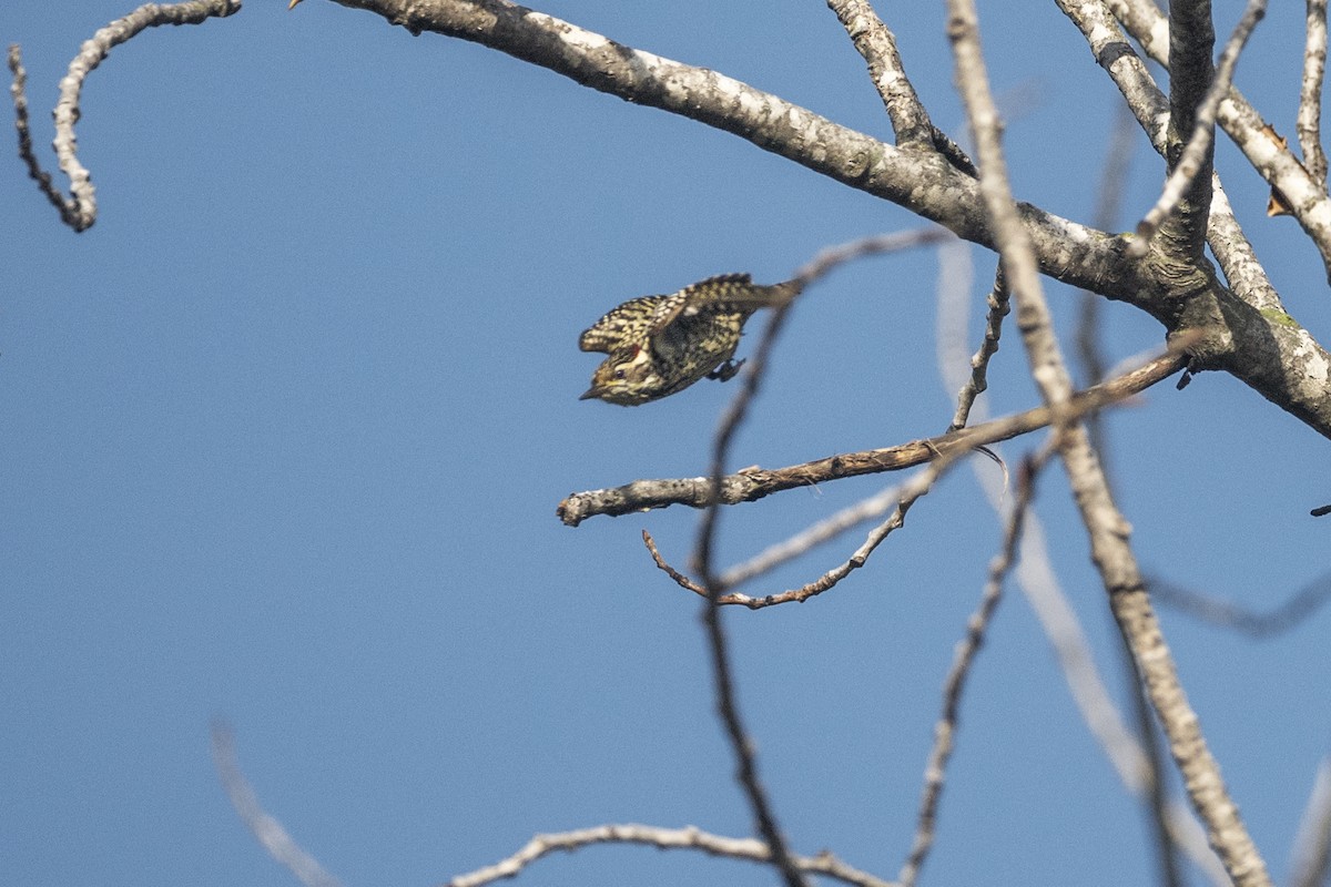 Checkered Woodpecker - ML637762121