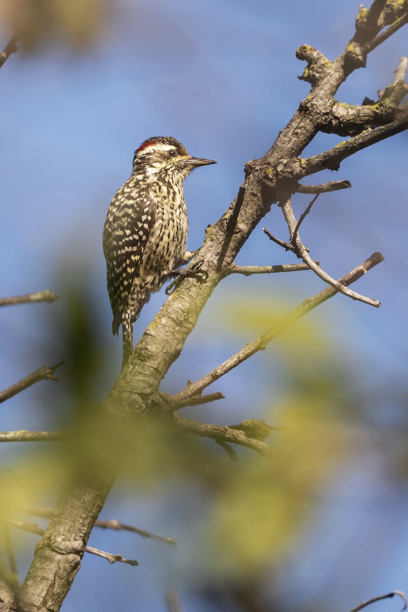 Checkered Woodpecker - ML637762122