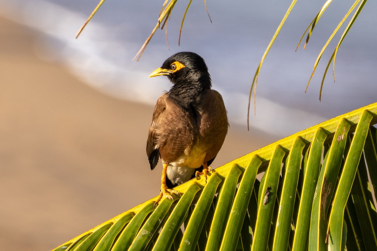 Common Myna - ML637762127