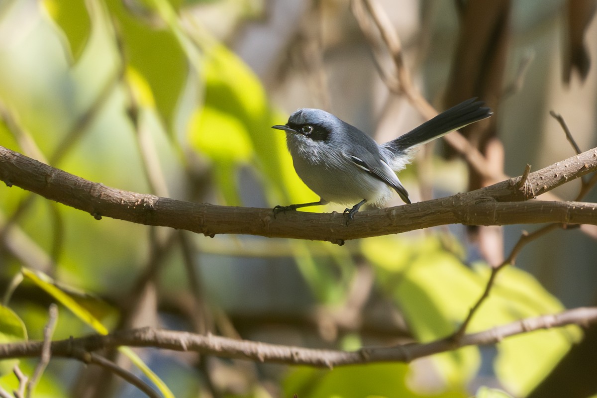 Masked Gnatcatcher - ML637762128