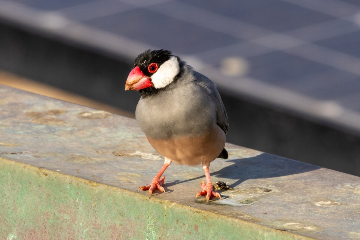 Java Sparrow - ML637762130