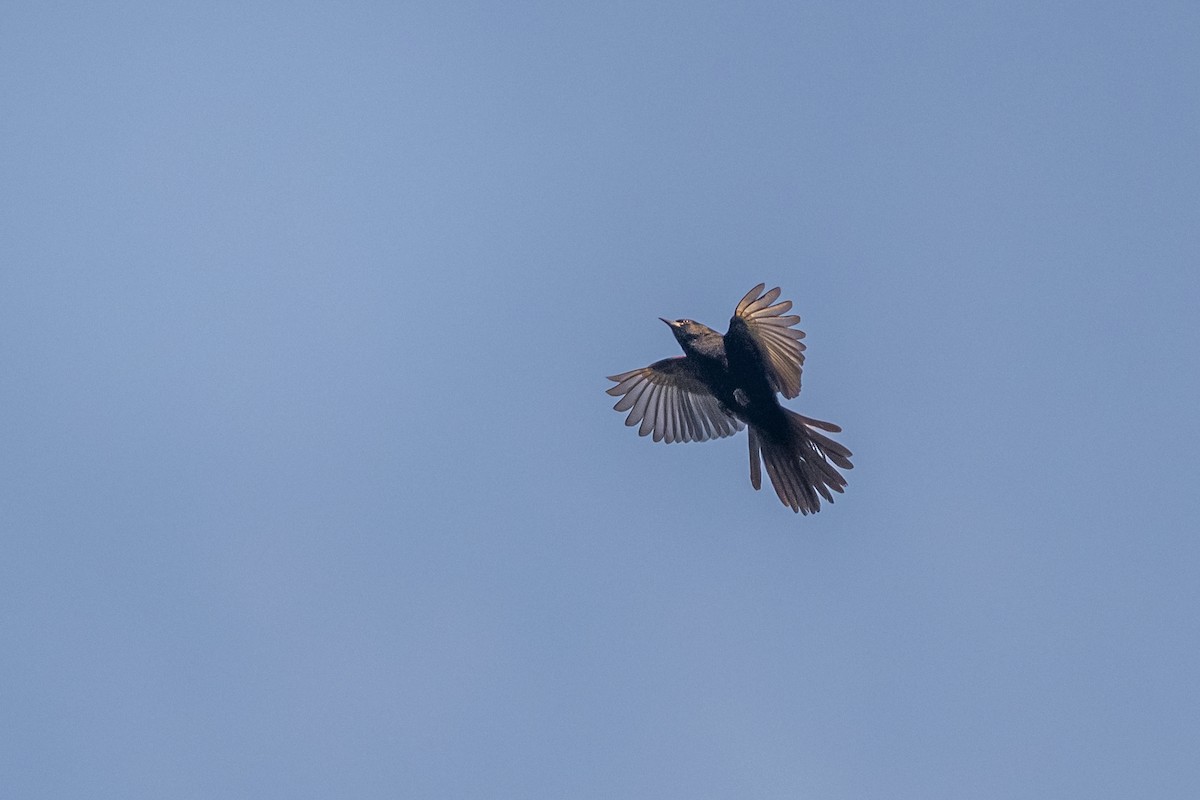 Variable Oriole - ML637762133