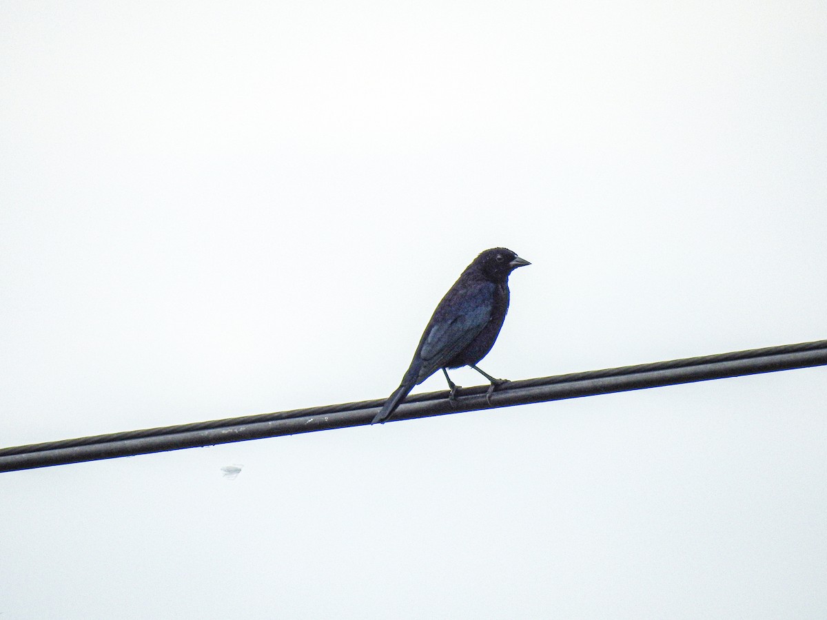 Scrub Blackbird - ML637762143