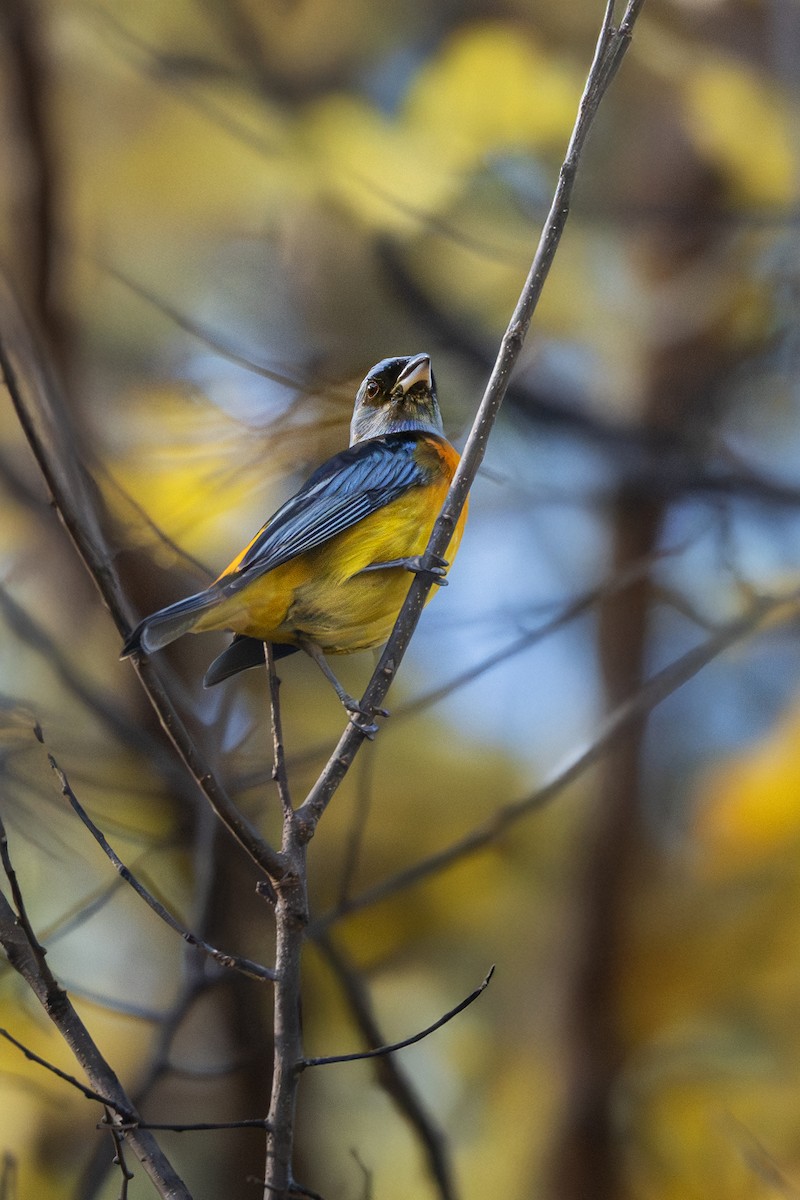 Blue-and-yellow Tanager - ML637762149