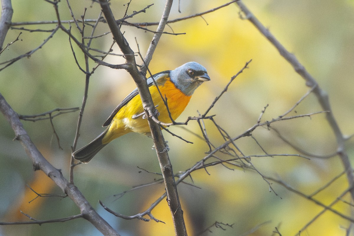 Blue-and-yellow Tanager - ML637762150