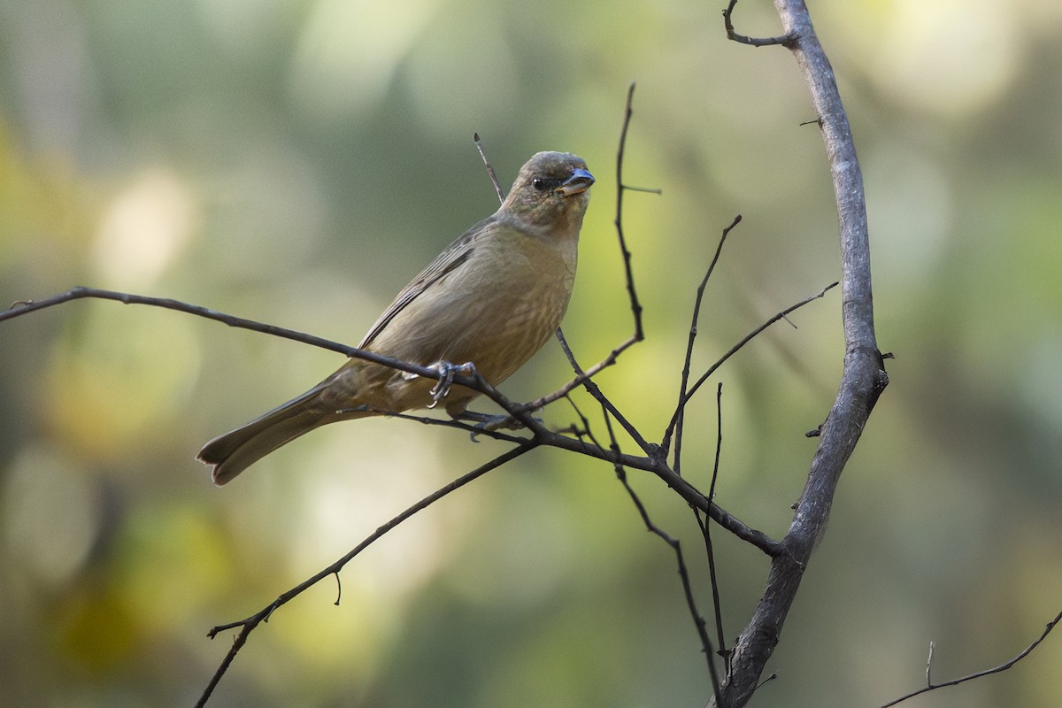 Blue-and-yellow Tanager - ML637762152