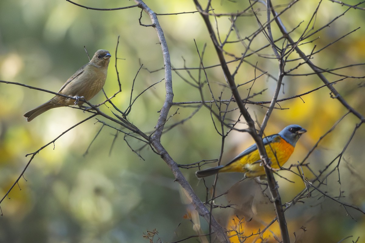 Blue-and-yellow Tanager - ML637762153