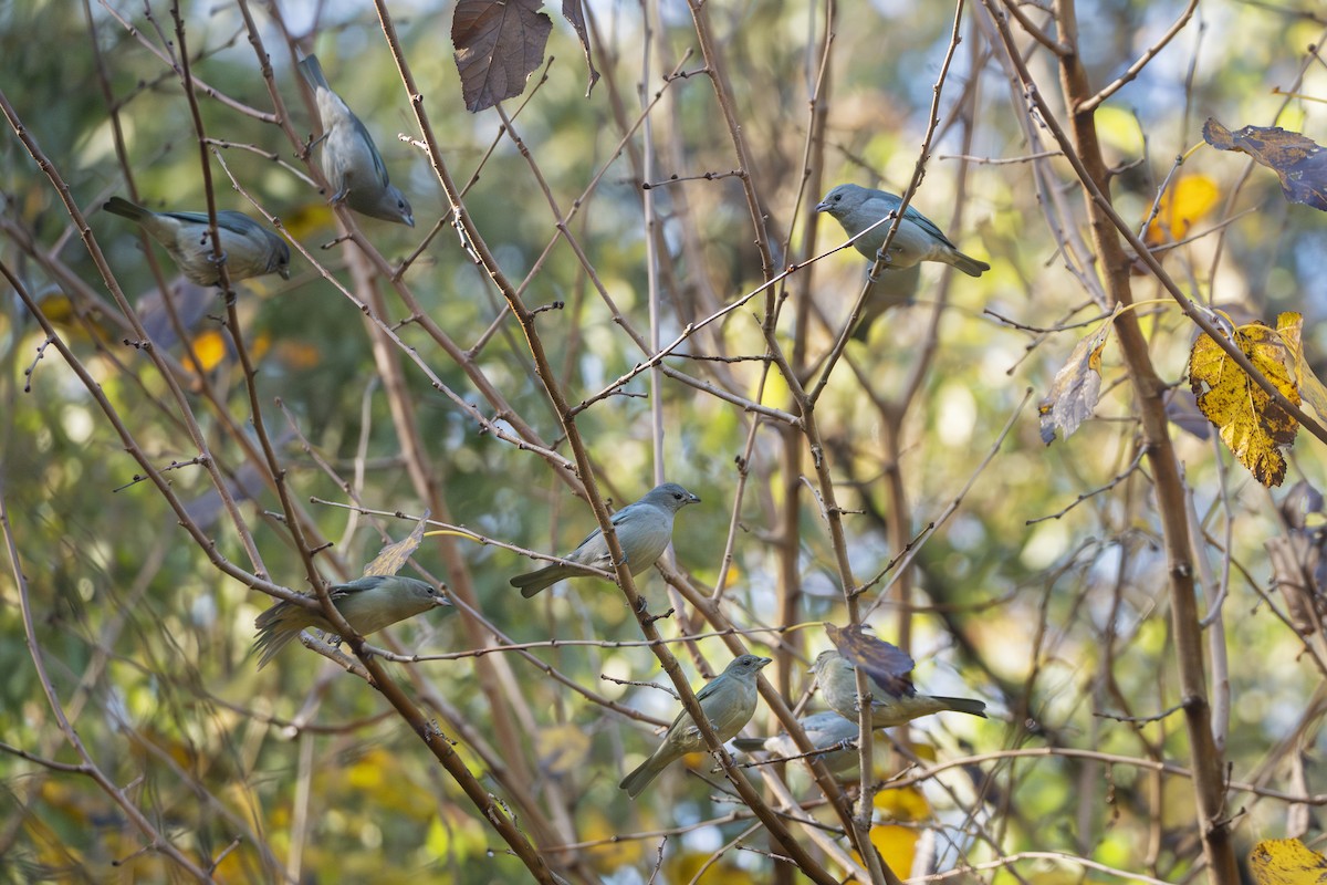Sayaca Tanager - ML637762155