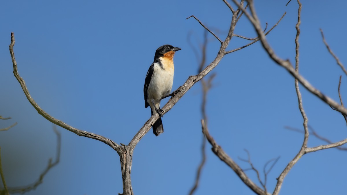 White-rumped Tanager - ML637762160