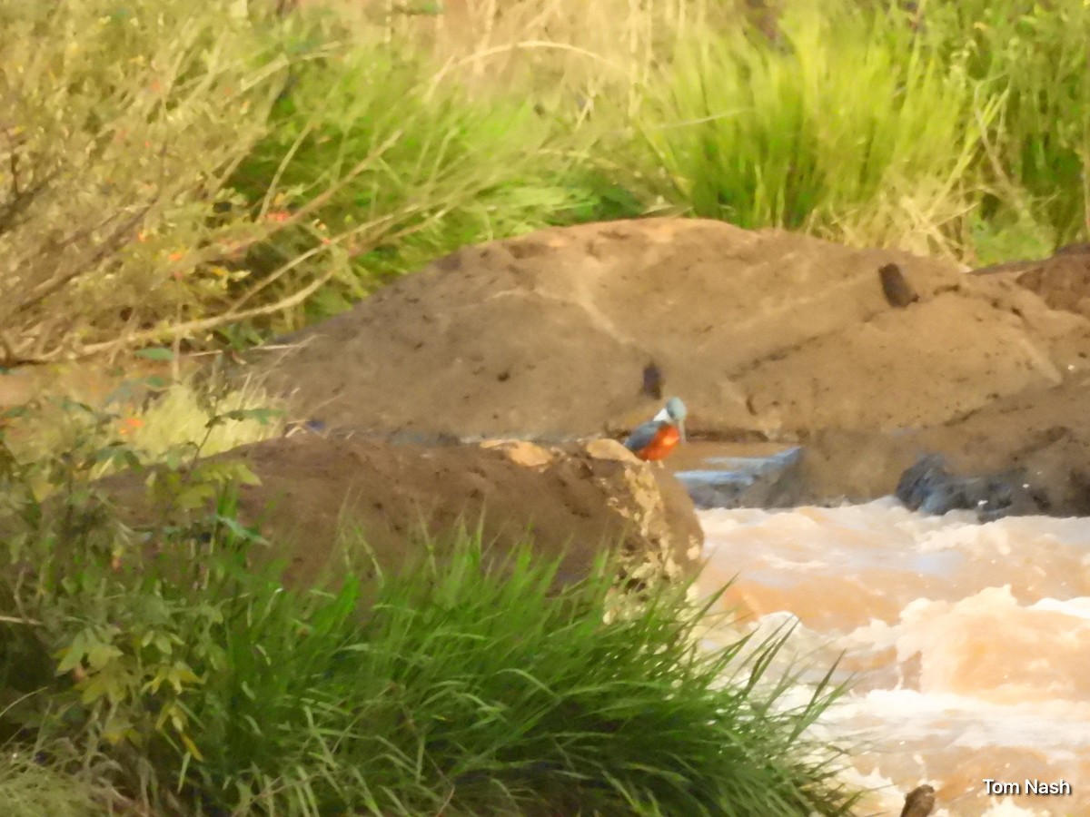 Ringed Kingfisher - ML637762201