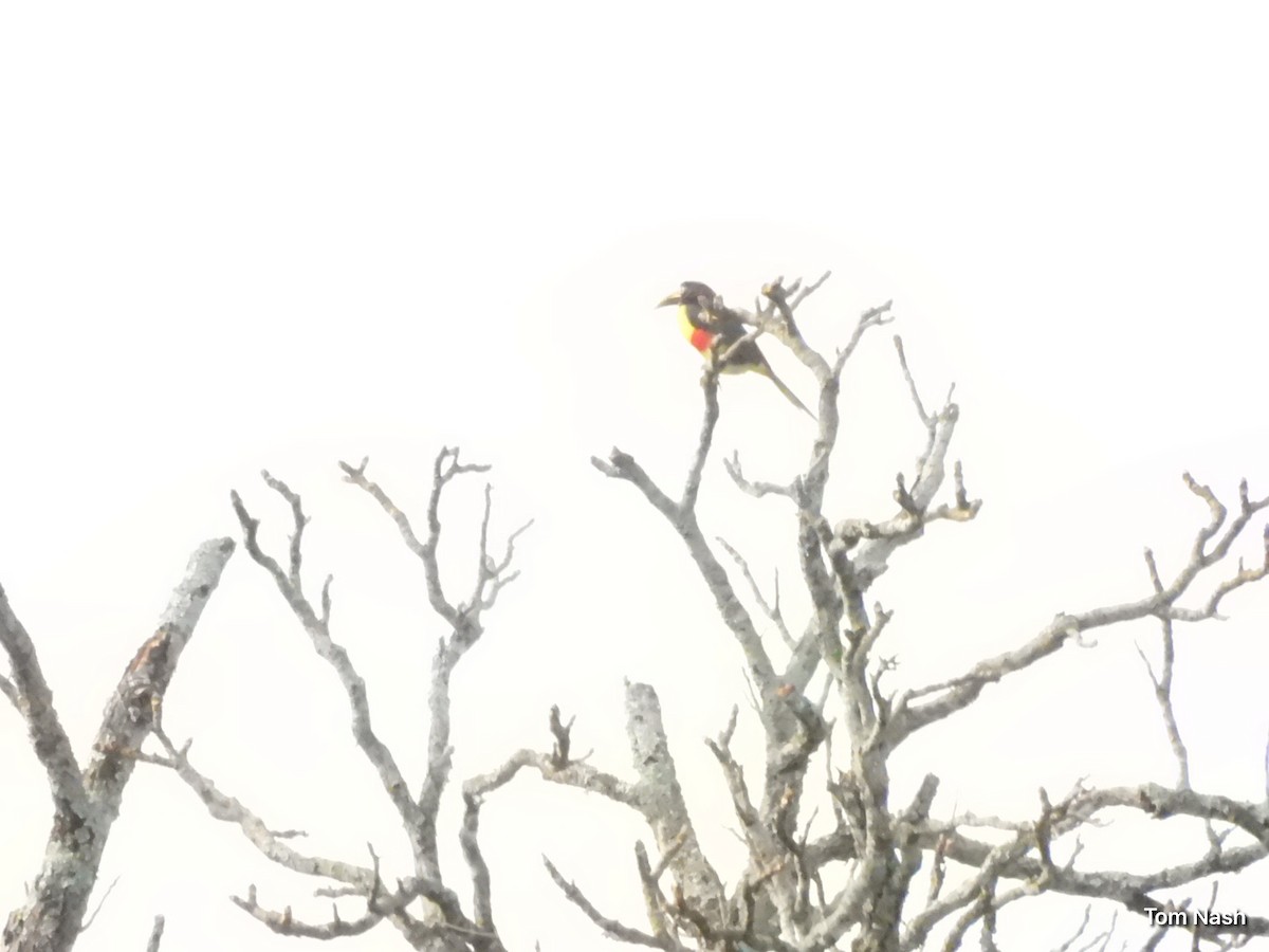 Chestnut-eared Aracari - ML637762216