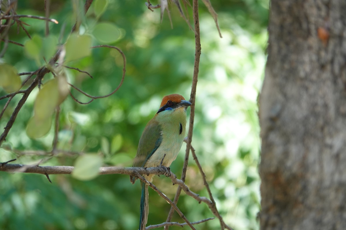 Russet-crowned Motmot - ML637762223