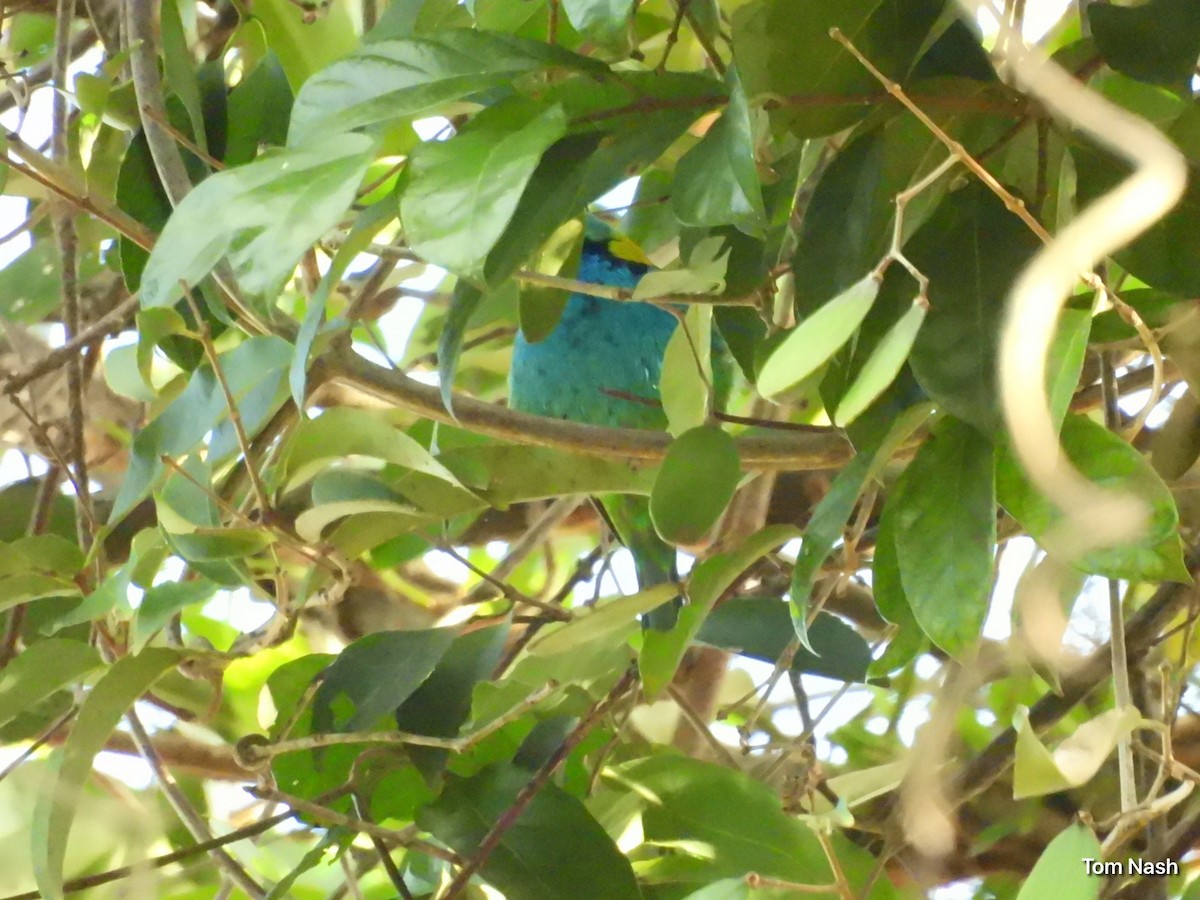 Green-headed Tanager - ML637762225
