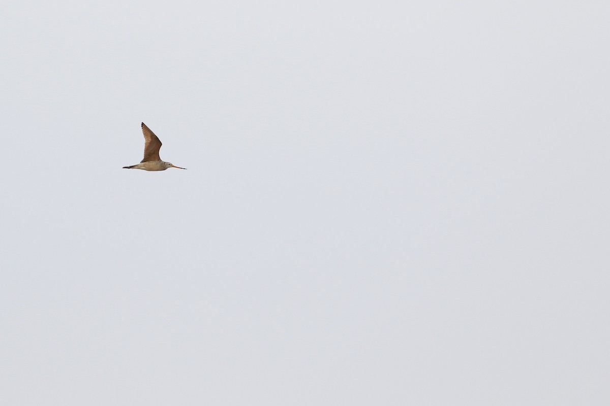 Marbled Godwit - ML637762232