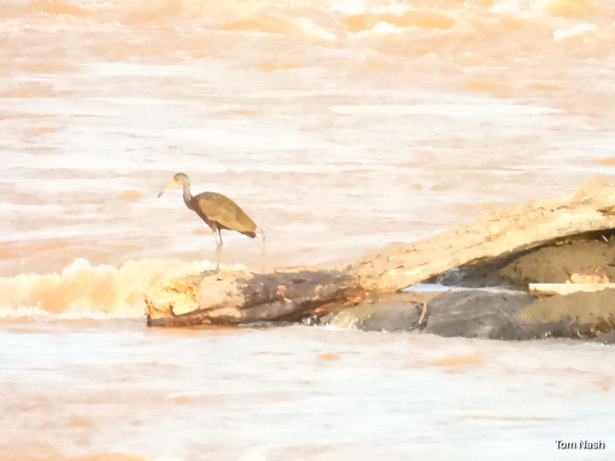 Limpkin - ML637762259